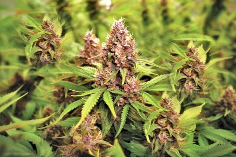 Cannabisblüte Purple Haze