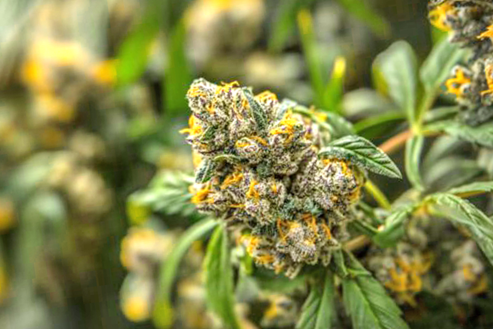 Cannabisblüte Apple Fritter