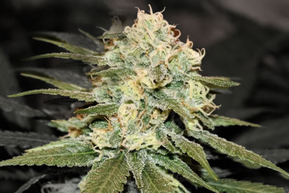 Cannabisblüte Silver Haze