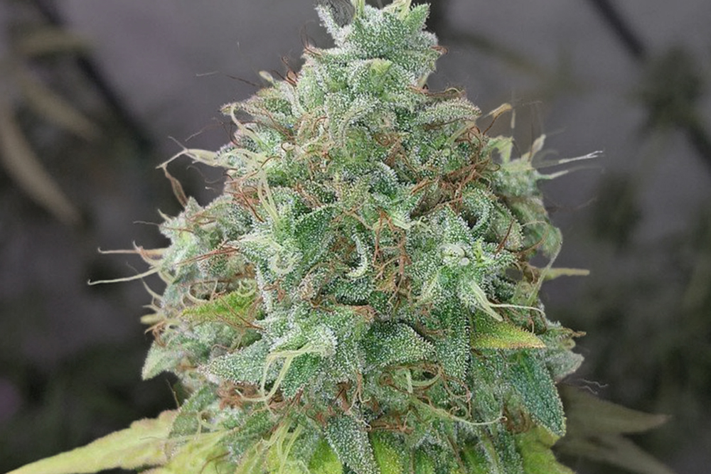 Cannabisblüte G13 Haze