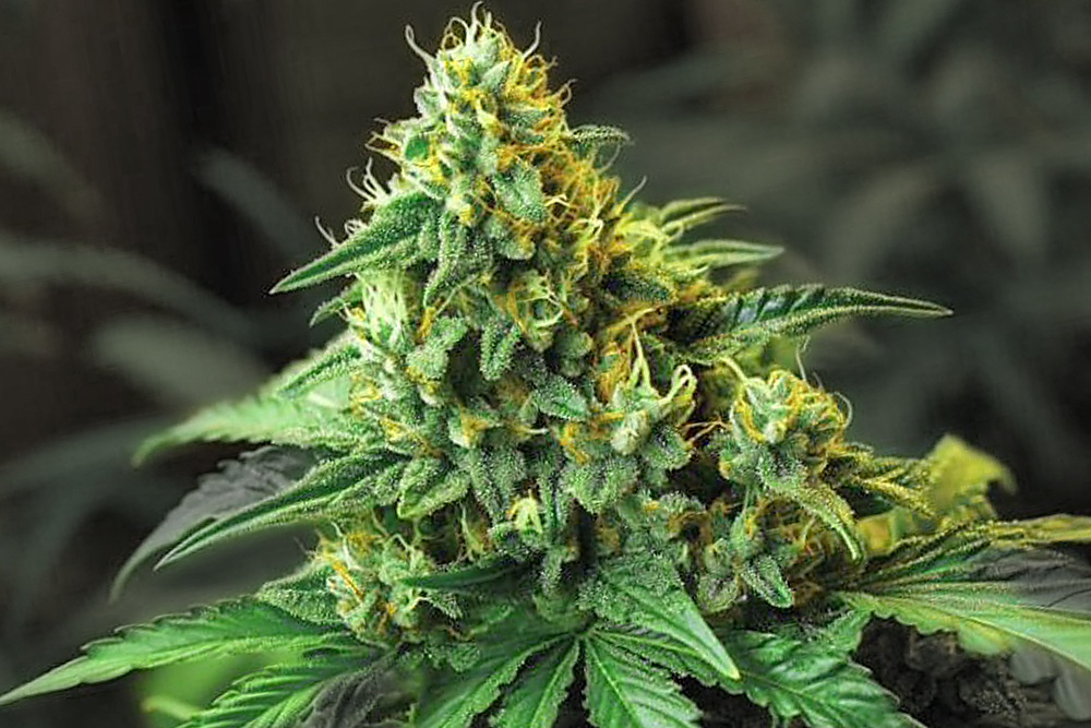 Cannabisblüte Gelato 33