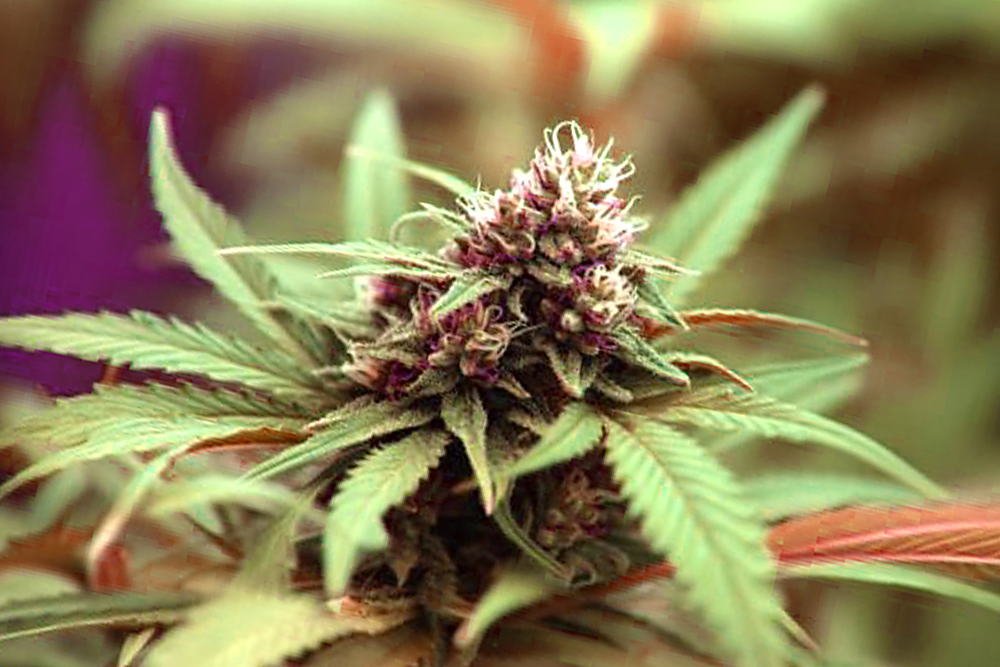 Cannabisblüte Hindu Kush