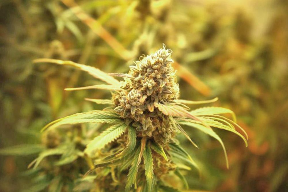 Cannabisblüte Sunset Sherbet